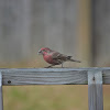 House Finch