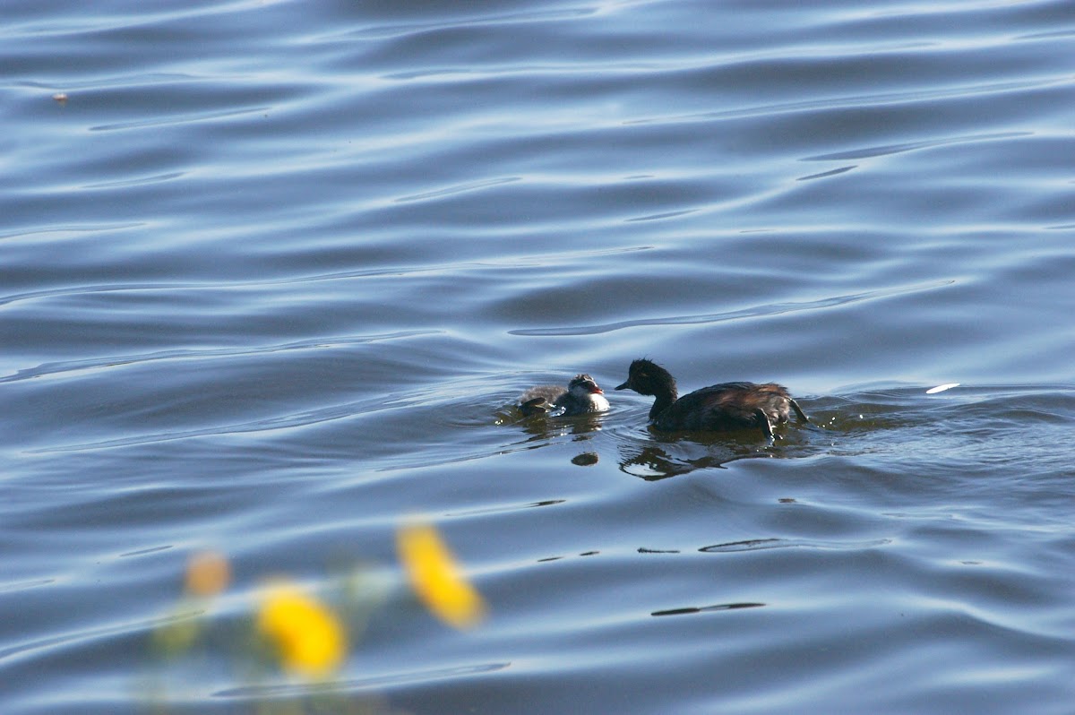 Eared Grebe