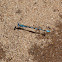 Big bluet damselfly