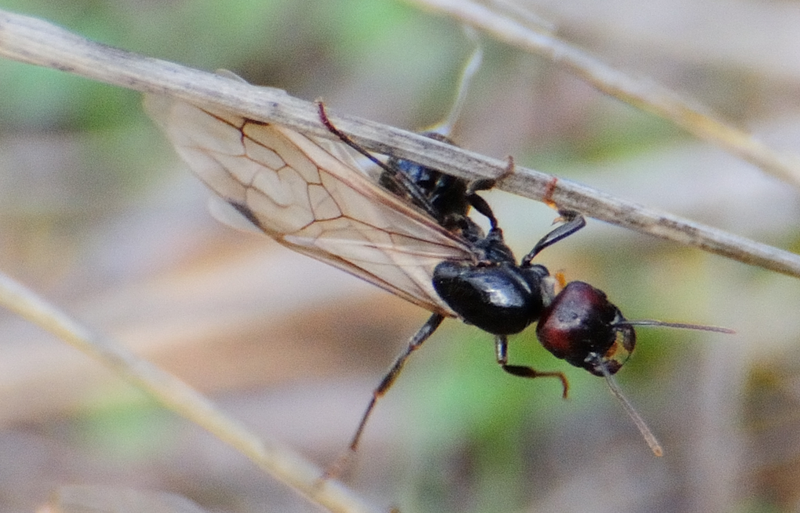 Harvester Ant Queen; Reina de Hormiga Granera