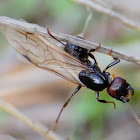 Harvester Ant Queen; Reina de Hormiga Granera