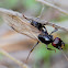 Harvester Ant Queen; Reina de Hormiga Granera