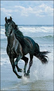 How to install Horse Live Wallpaper 5.5 apk for bluestacks