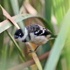 White-collared Seedeater