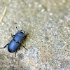 stag beetle, Hirschkäfer