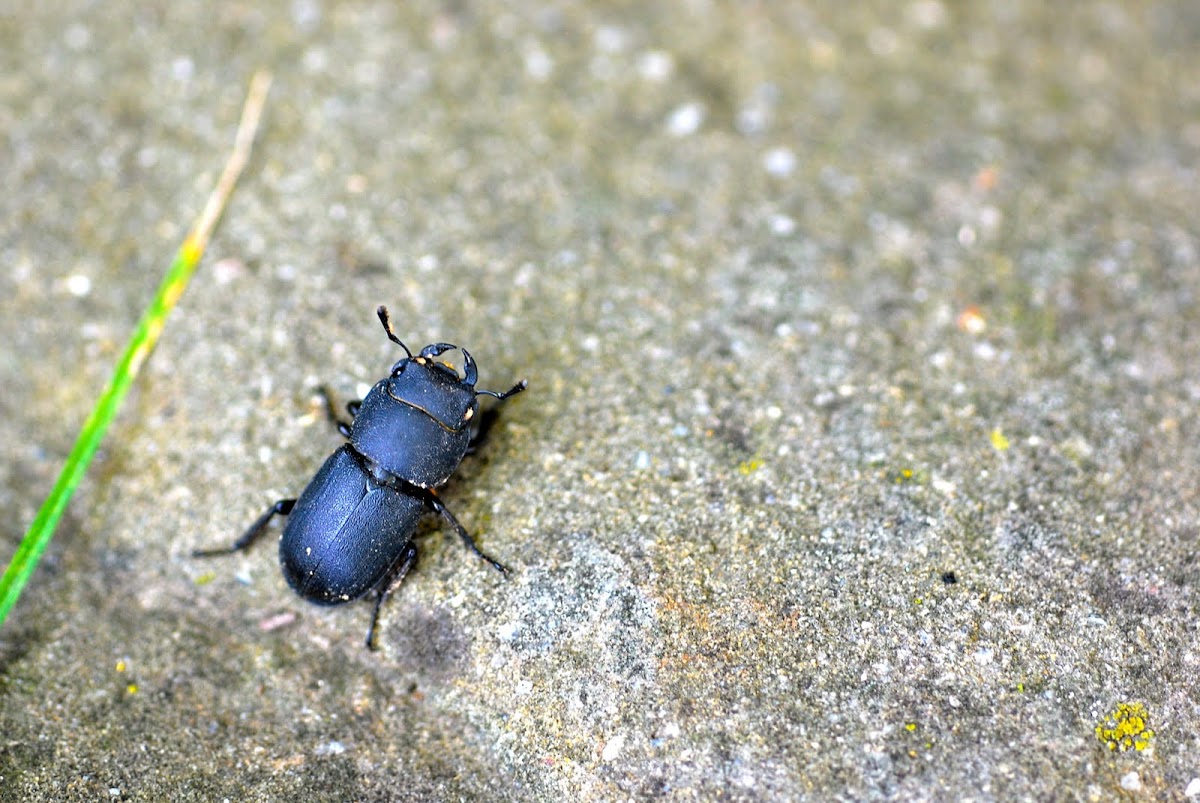stag beetle, Hirschkäfer