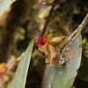 Lepanthes orchid (New species)