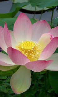 download Lotus Wallpapers HD free