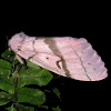 Luna Gypsy Moth