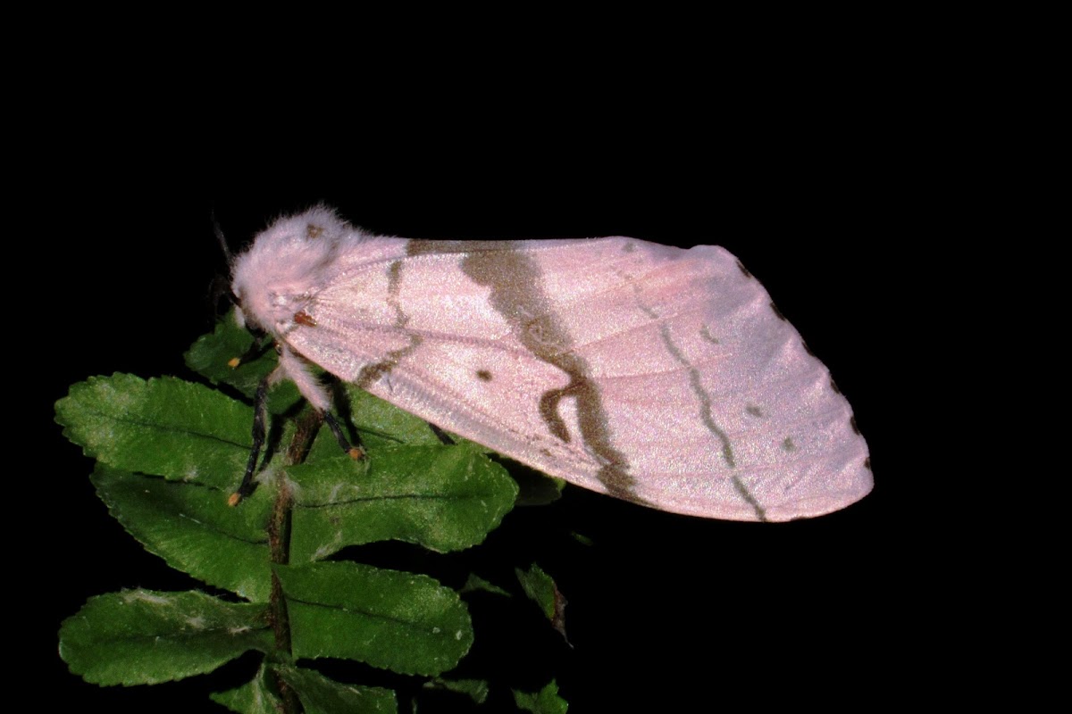 Luna Gypsy Moth