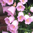 Canterbury Bells