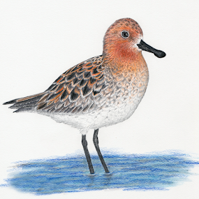 Spoon-billed Sandpiper by Terry Sohl - Drawing All Drawing