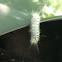 Larvae, hickory tussock moth