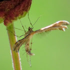 Plume moth