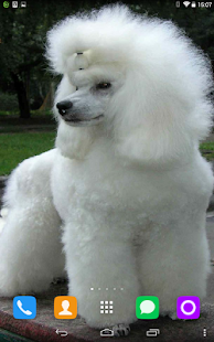 How to mod Poodle Live Wallpaper 1.1.1 apk for pc