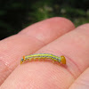 Oakworm Moth (larva)