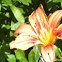 Day  lilly 