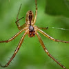 Money Spider, male