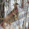 Ring-necked Pheasant