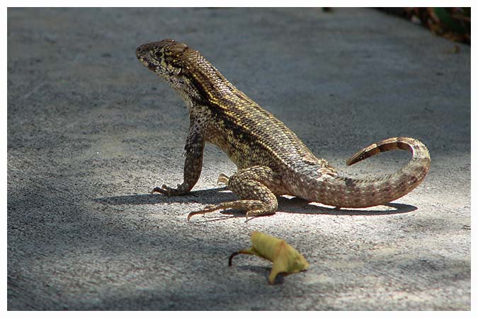 The Northern Curly-tailed Lizard