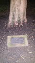 Memorial Tree Larry Spiotta