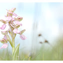 Green Winged Orchid