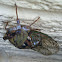 Harvest fly (cicada)