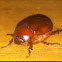 Summer chafer beetle