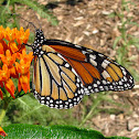 Monarch Butterfly - female