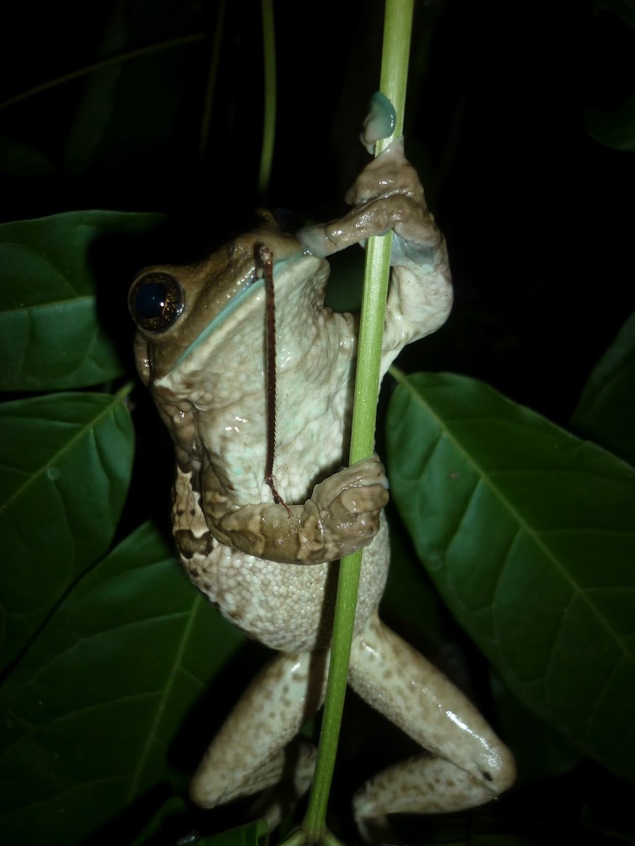 Marbled tree frog