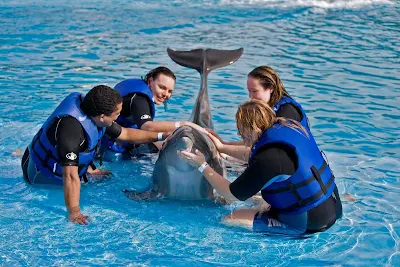 Dolphin time in Cabo San Lucas, Mexico. 
