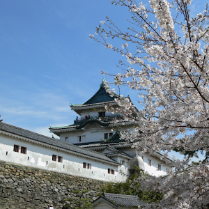 Wakayama castle(JP036).apk 5.01