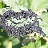 Small tortoiseshell butterfly caterpillars and nest