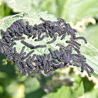 Small tortoiseshell butterfly caterpillars and nest