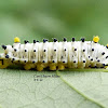 Promethea Silkmoth caterpillar