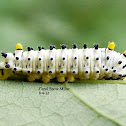 Promethea Silkmoth caterpillar