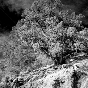 Scrub Oak in garden of the Gods by Robie Blair - Nature Up Close Trees & Bushes