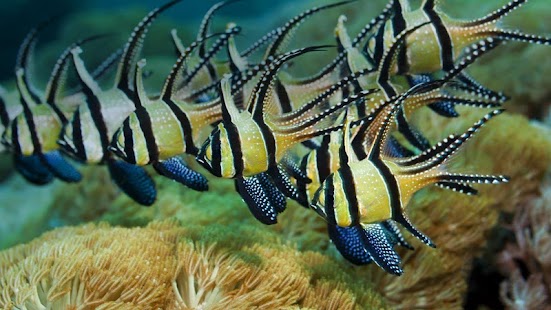 Fish Wallpaper Screenshots 7