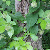 carrionflower or greenbriar