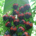 Pentatomidae nymphs