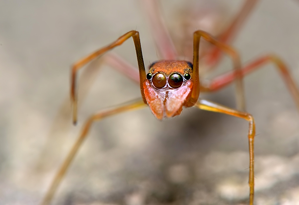Red Ant Mimic Jumping Spider