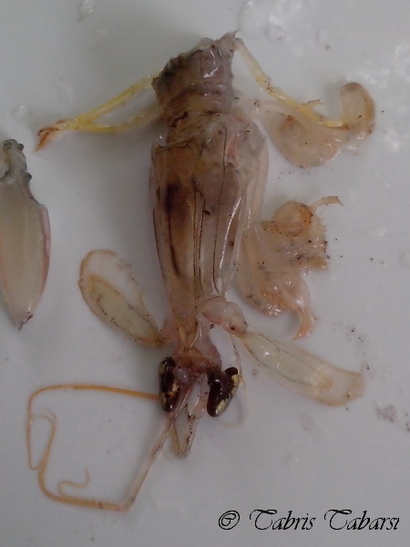 mantis shrimp, stomatopods