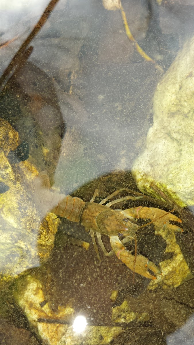 Unknown Crayfish