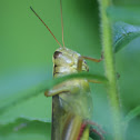 red-legged grasshopper or  spurthroat grasshoppers 
