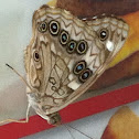 Hackberry Emperor