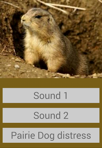 Prairie Dog Sounds