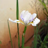 Fortnight Lily or African Iris