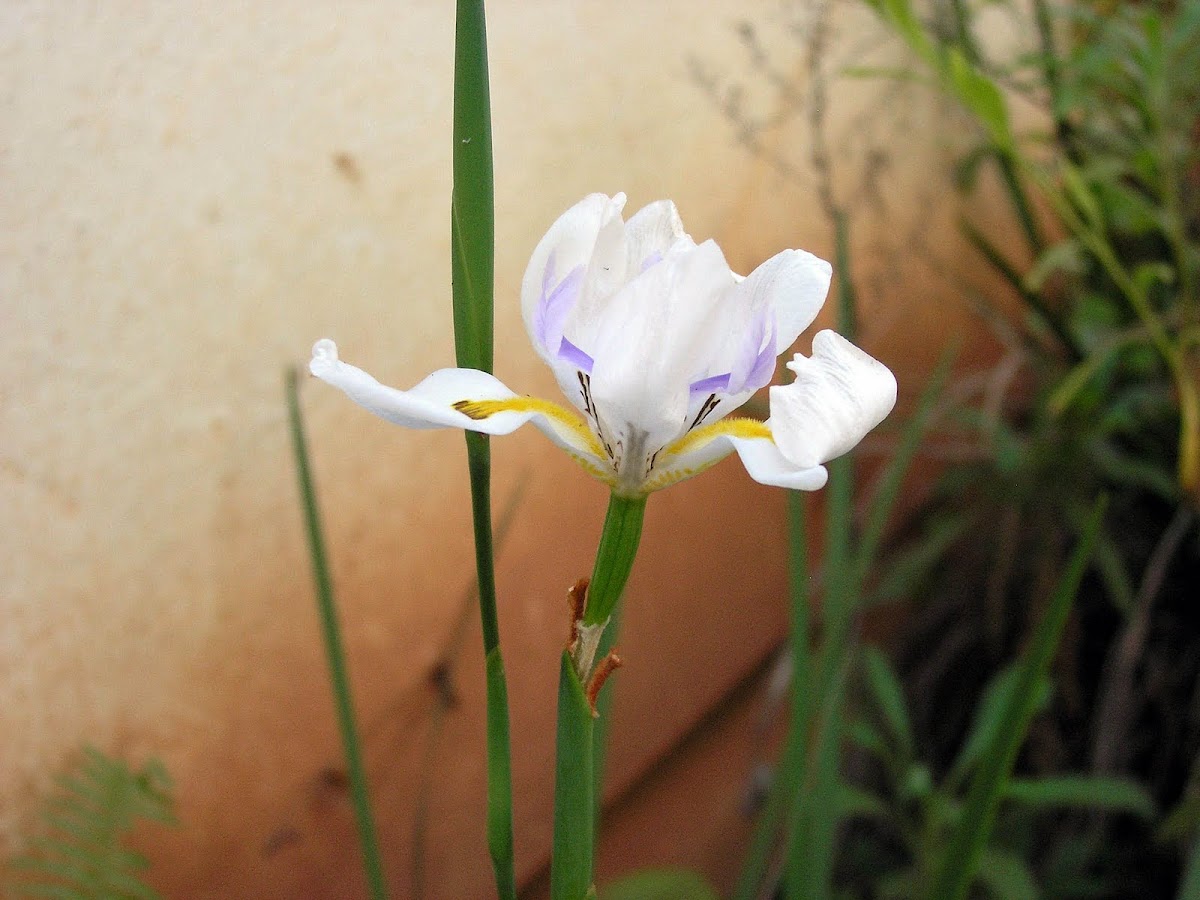 Fortnight Lily or African Iris
