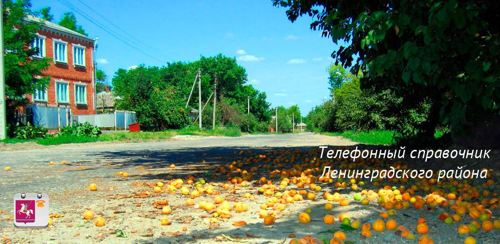 станица ленинградская площадь. погода в ленинградской краснодарского края в январе. климат в ленинградской обл. погода в краснодаре. храм в станице ленинградской краснодарского края.
