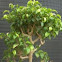 Ficus